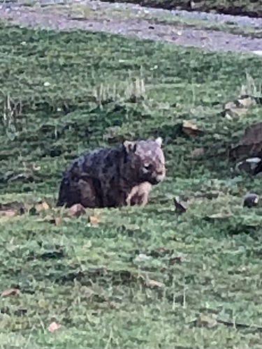 Mainland Wombat