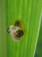 Cyrtarachne inaequalis