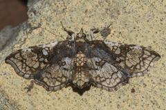 Omphisa anastomosalis