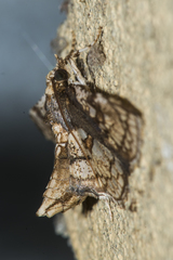 Omphisa anastomosalis