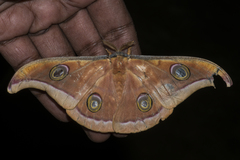 Antheraea paphia