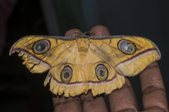 Antheraea paphia