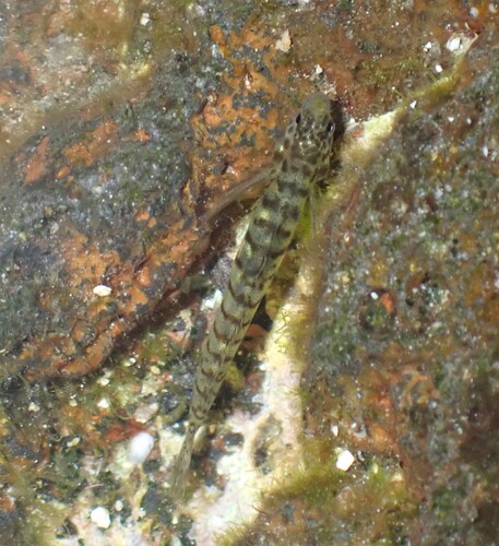 Kelloggella oligolepis observed 2026-07-13