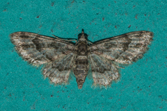 Gymnoscelis imparatalis