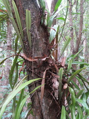 Pyrrosia longifolia