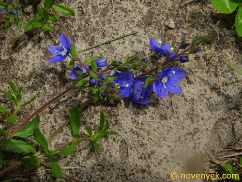 Veronica orientalis