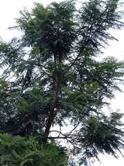 Parapiptadenia rigida