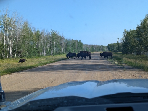 Wood Bison
