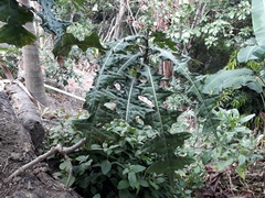 Acanthus montanus