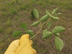 Rubus roribaccus