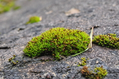Schistidium maritimum