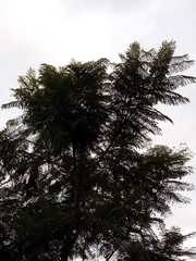 Parapiptadenia rigida