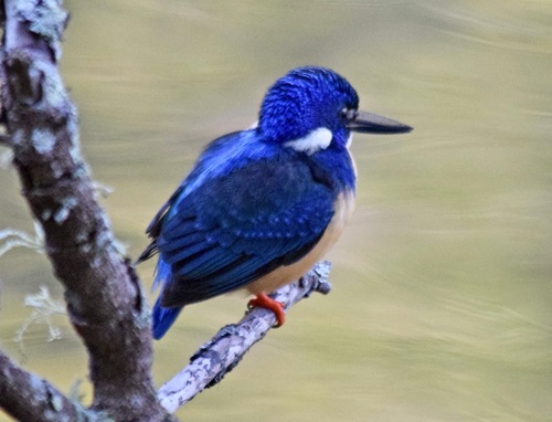 iNaturalist image