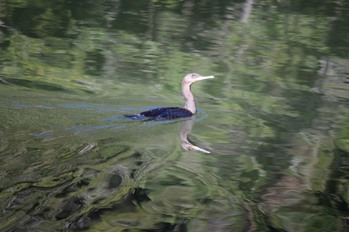 iNaturalist: (c) John Bruin, some rights reserved (CC BY-NC), uploaded by John Bruin iNaturalist image