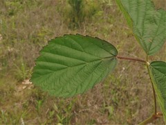 Rubus roribaccus