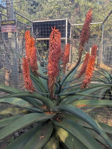 Aloe candelabrum