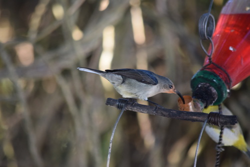 iNaturalist image