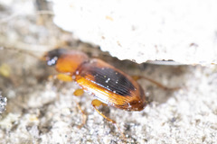 Stenolophus dissimilis