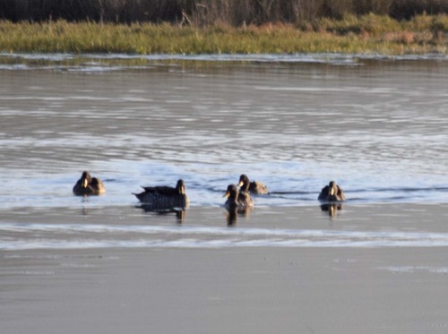 iNaturalist: (c) John Bruin, some rights reserved (CC BY-NC), uploaded by John Bruin iNaturalist image