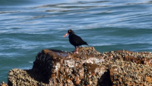 iNaturalist: (c) John Bruin, some rights reserved (CC BY-NC), uploaded by John Bruin iNaturalist image