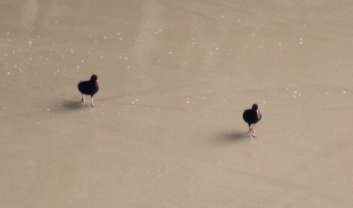 iNaturalist image