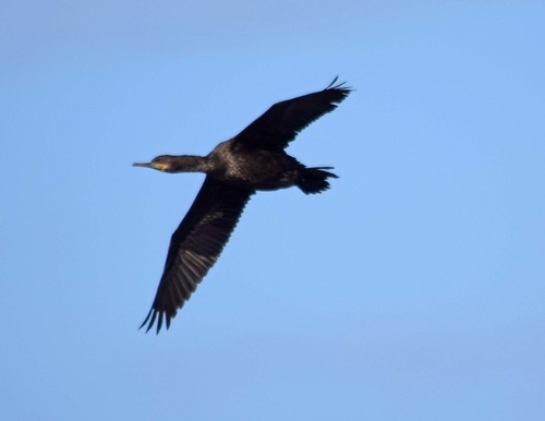 iNaturalist: (c) John Bruin, some rights reserved (CC BY-NC), uploaded by John Bruin iNaturalist image