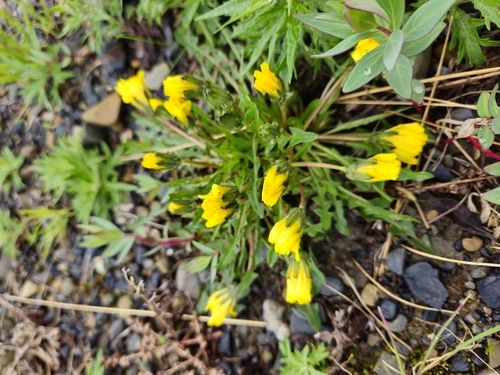 common dandelion
