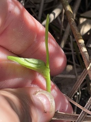Ophioglossum petiolatum