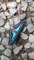 Graphium doson postianus