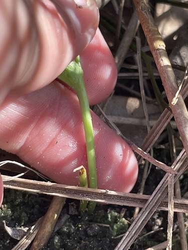 Ophioglossum petiolatum, photograph 2