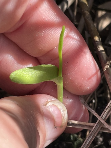 Ophioglossum petiolatum, photograph 3