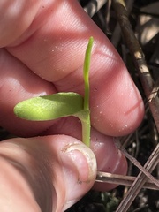 Ophioglossum petiolatum, photograph (c) James Hardee, some rights reserved (CC BY)