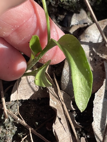 Ophioglossum petiolatum, photograph 4