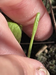 Ophioglossum petiolatum, photograph (c) James Hardee, some rights reserved (CC BY)