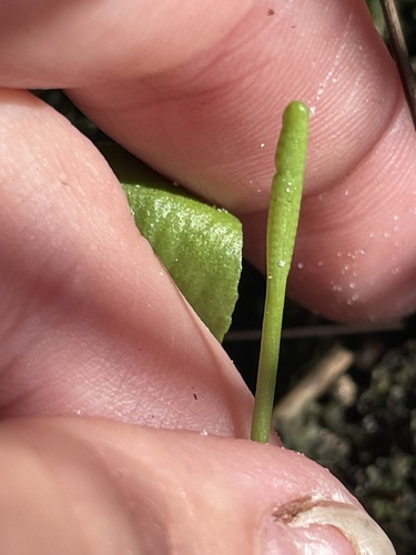 Ophioglossum petiolatum, photograph 6