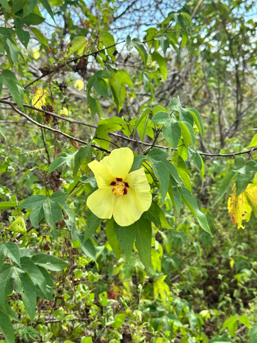 Gossypium darwinii, photograph 4