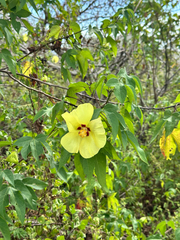 Gossypium darwinii, photograph author not stated, no rights reserved