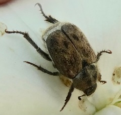 Hoplia