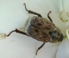 Hoplia