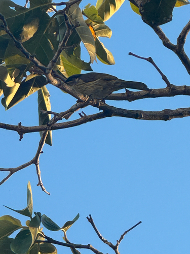 Varied Honeyeater (Gavicalis versicolor), photo 8