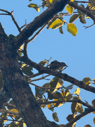 Varied Honeyeater (Gavicalis versicolor), photo 7