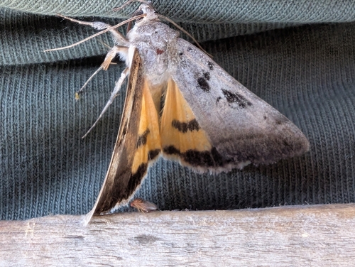 Whitney's Underwing photo 4