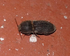 Agrypnus rectangularis