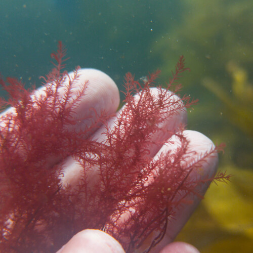 Bonnemaisonia hamifera observed 2026-07-14