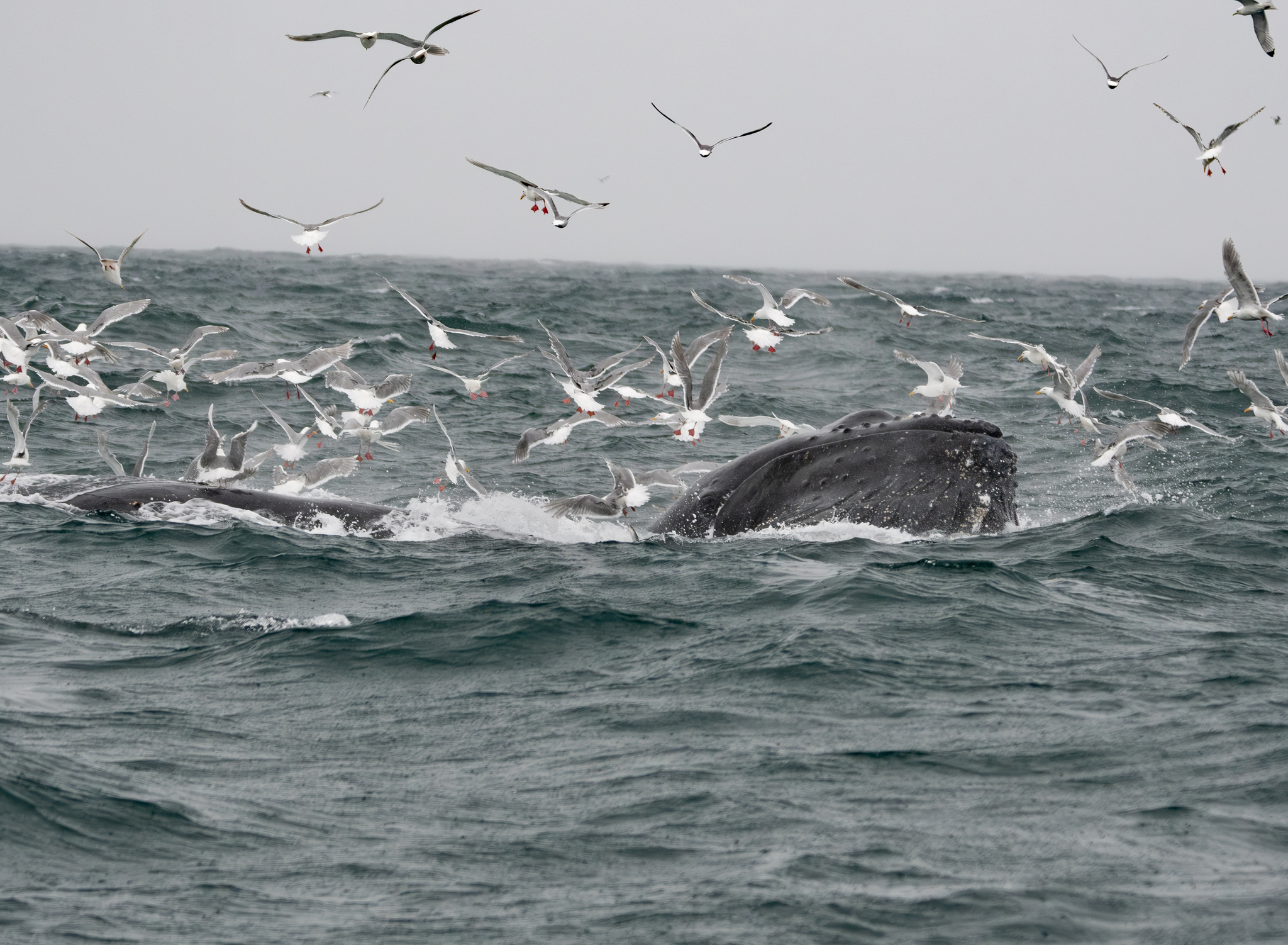 Megaptera novaeangliae