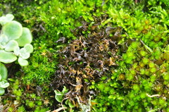 Scytinium palmatum