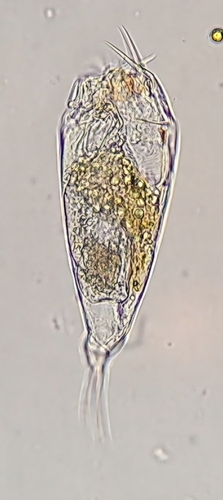 Trichocerca similis