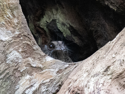 Barred Owlet-nightjar (Aegotheles bennettii), photo 1