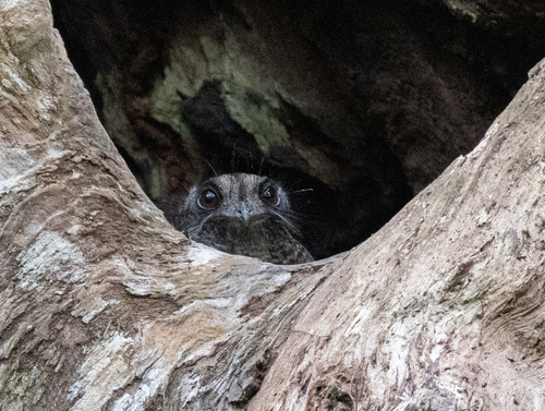 Barred Owlet-nightjar (Aegotheles bennettii), photo 2