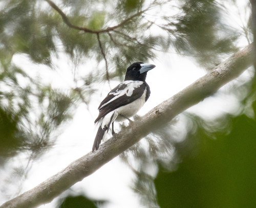 Hooded Butcherbird (Cracticus cassicus), photo 3